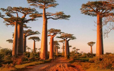 Conseil voyage : destination à Madagascar